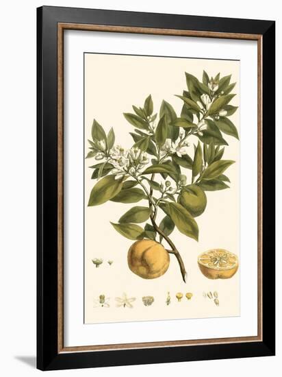 Small Miller's Bounty I-John Miller-Framed Art Print