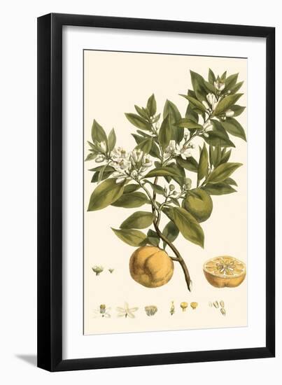 Small Miller's Bounty I-John Miller-Framed Art Print