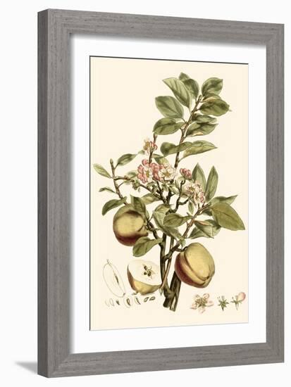 Small Miller's Bounty II-John Miller-Framed Art Print