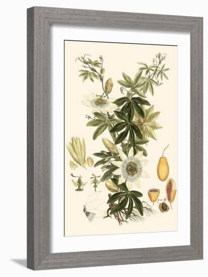 Small Miller's Bounty IV-John Miller-Framed Art Print