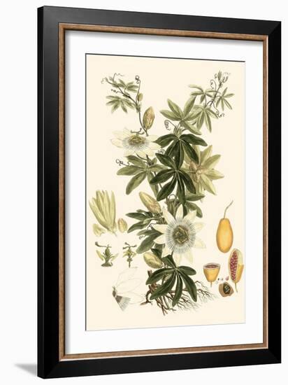 Small Miller's Bounty IV-John Miller-Framed Art Print