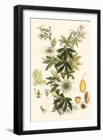 Small Miller's Bounty IV-John Miller-Framed Art Print