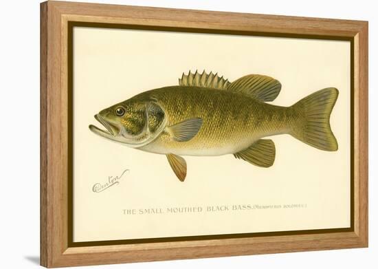 Small Mouthed Black Bass-null-Framed Premier Image Canvas