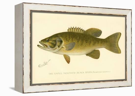 Small Mouthed Black Bass-null-Framed Premier Image Canvas