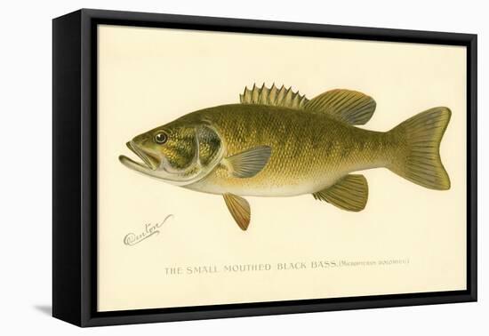 Small Mouthed Black Bass-null-Framed Premier Image Canvas