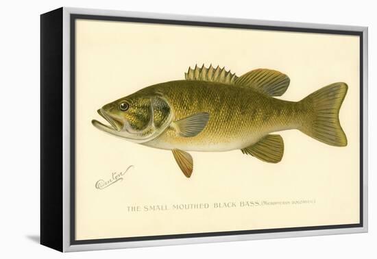 Small Mouthed Black Bass-null-Framed Premier Image Canvas