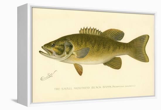 Small Mouthed Black Bass-null-Framed Premier Image Canvas