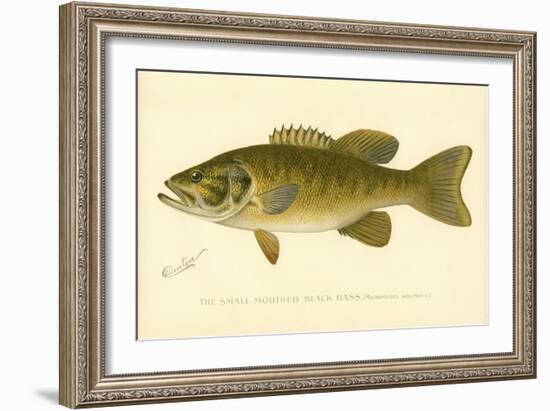 Small Mouthed Black Bass-null-Framed Giclee Print
