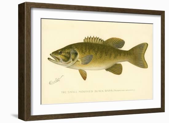 Small Mouthed Black Bass-null-Framed Giclee Print