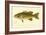 Small Mouthed Black Bass-null-Framed Giclee Print