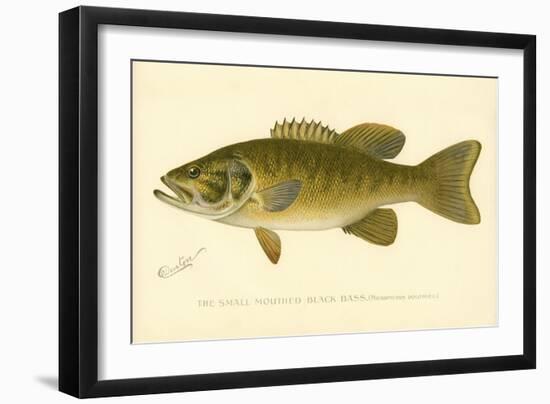 Small Mouthed Black Bass-null-Framed Giclee Print