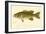 Small Mouthed Black Bass-null-Framed Giclee Print