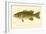 Small Mouthed Black Bass-null-Framed Giclee Print