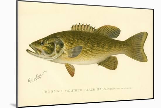 Small Mouthed Black Bass-null-Mounted Giclee Print