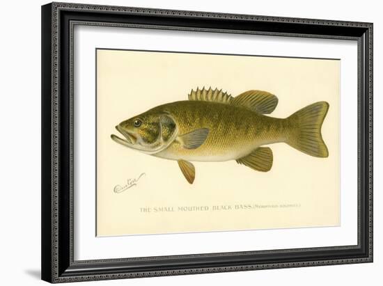 Small Mouthed Black Bass-null-Framed Giclee Print