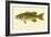 Small Mouthed Black Bass-null-Framed Giclee Print