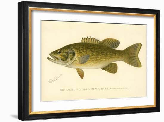 Small Mouthed Black Bass-null-Framed Giclee Print