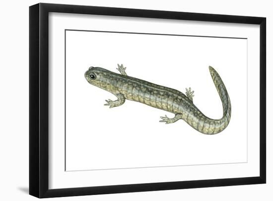 Small-Mouthed Salamander (Ambystoma Texanum), Amphibians-Encyclopaedia Britannica-Framed Art Print