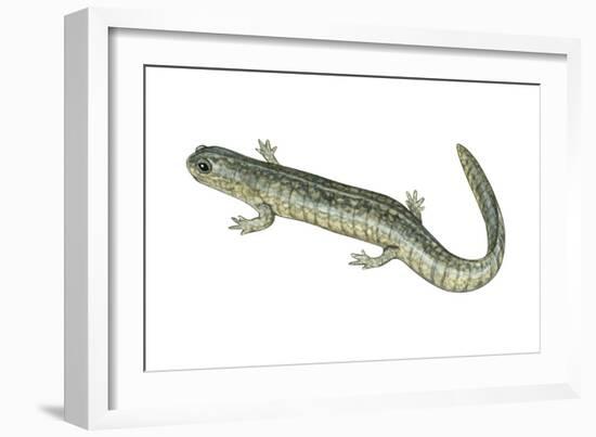 Small-Mouthed Salamander (Ambystoma Texanum), Amphibians-Encyclopaedia Britannica-Framed Art Print
