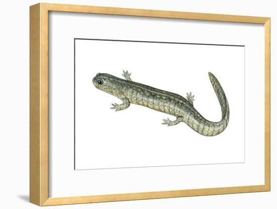 Small-Mouthed Salamander (Ambystoma Texanum), Amphibians-Encyclopaedia Britannica-Framed Art Print