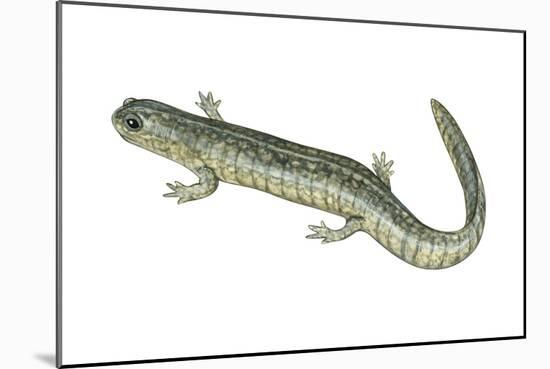 Small-Mouthed Salamander (Ambystoma Texanum), Amphibians-Encyclopaedia Britannica-Mounted Art Print