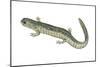Small-Mouthed Salamander (Ambystoma Texanum), Amphibians-Encyclopaedia Britannica-Mounted Art Print