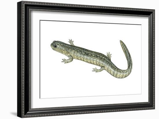 Small-Mouthed Salamander (Ambystoma Texanum), Amphibians-Encyclopaedia Britannica-Framed Art Print