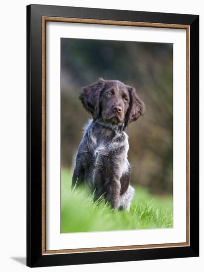 Small Munsterlander-null-Framed Photographic Print