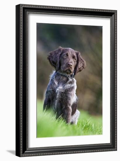 Small Munsterlander-null-Framed Photographic Print