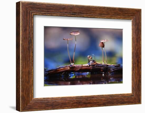 Small Mushrooms Toadstools Macro Poisonous-Kichigin-Framed Photographic Print