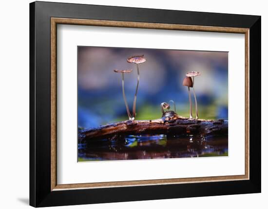 Small Mushrooms Toadstools Macro Poisonous-Kichigin-Framed Photographic Print