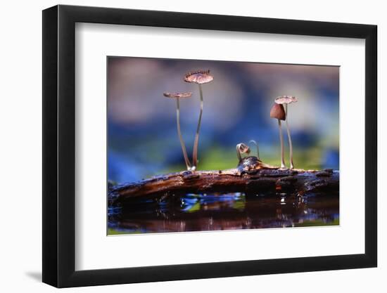 Small Mushrooms Toadstools Macro Poisonous-Kichigin-Framed Photographic Print