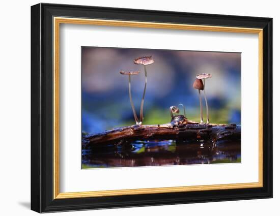 Small Mushrooms Toadstools Macro Poisonous-Kichigin-Framed Photographic Print