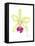 Small Orchid Beauty III-Jennifer Goldberger-Framed Stretched Canvas