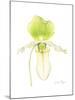 Small Orchid Beauty IV-Jennifer Goldberger-Mounted Art Print