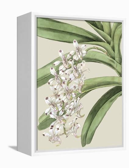 Small Orchid Blooms I-Vision Studio-Framed Stretched Canvas