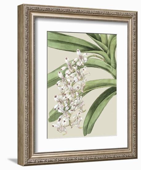 Small Orchid Blooms I-Vision Studio-Framed Art Print