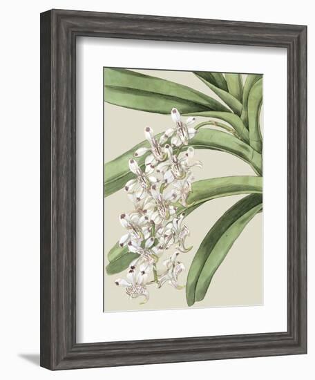 Small Orchid Blooms I-Vision Studio-Framed Art Print