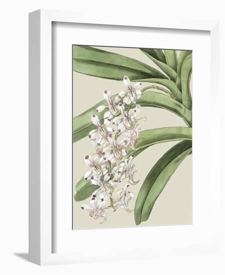 Small Orchid Blooms I-Vision Studio-Framed Art Print