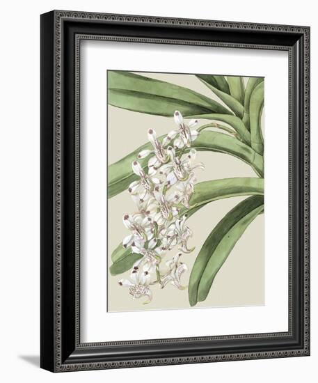 Small Orchid Blooms I-Vision Studio-Framed Art Print