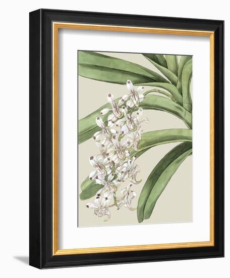 Small Orchid Blooms I-Vision Studio-Framed Art Print