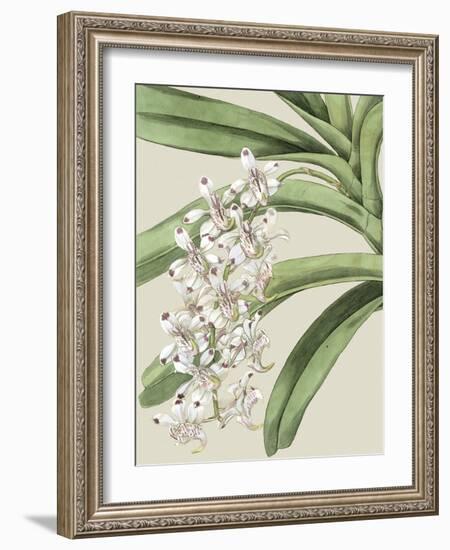 Small Orchid Blooms I-Vision Studio-Framed Art Print