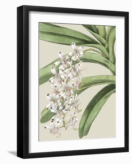 Small Orchid Blooms I-Vision Studio-Framed Art Print