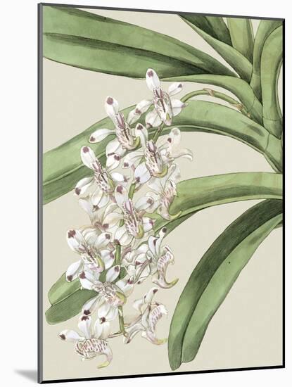 Small Orchid Blooms I-Vision Studio-Mounted Art Print
