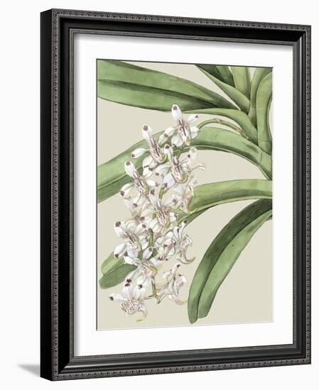 Small Orchid Blooms I-Vision Studio-Framed Art Print