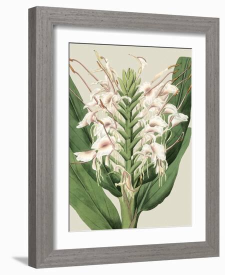 Small Orchid Blooms IV-Vision Studio-Framed Art Print