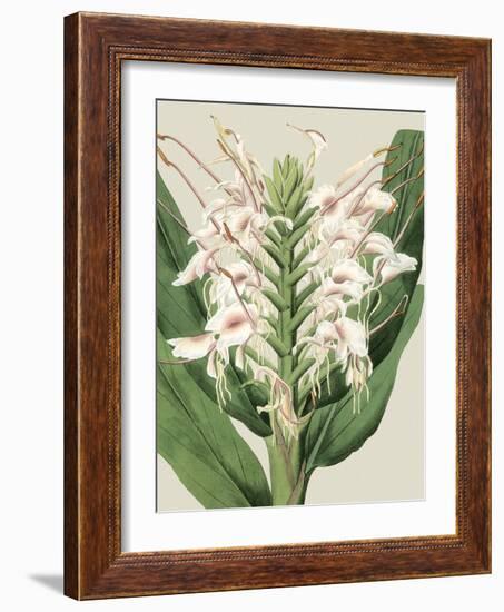 Small Orchid Blooms IV-Vision Studio-Framed Art Print