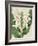 Small Orchid Blooms IV-Vision Studio-Framed Art Print