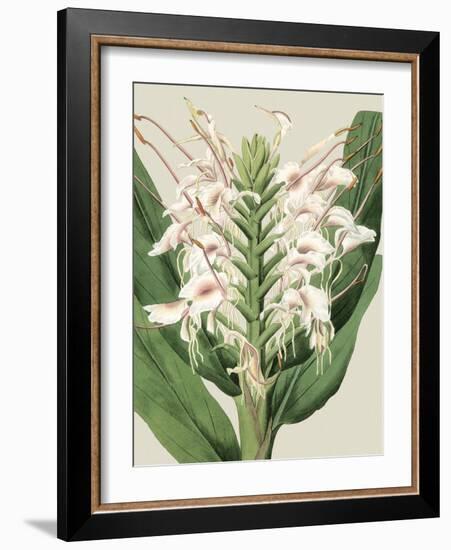 Small Orchid Blooms IV-Vision Studio-Framed Art Print