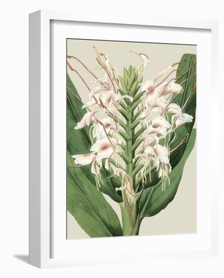 Small Orchid Blooms IV-Vision Studio-Framed Art Print